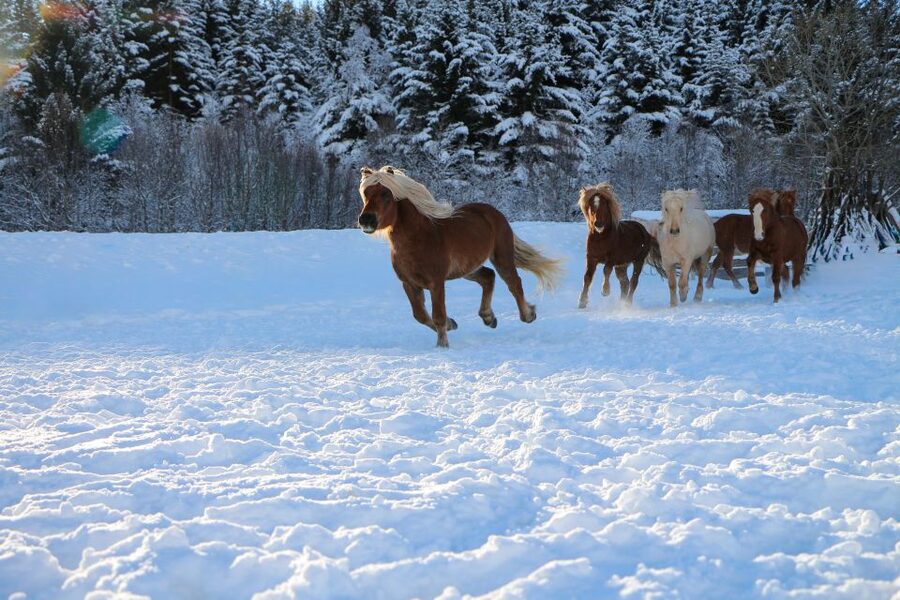 Tromsø: Lyngen Horse Stud Farm Visit - Booking advice and cancellation flexibility