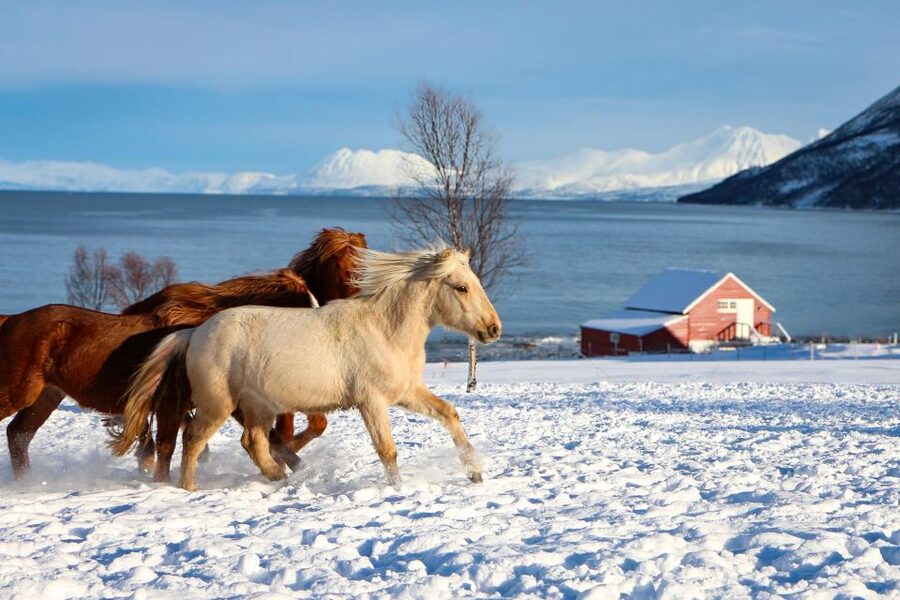 Tromsø: Lyngen Horse Stud Farm Visit - Meeting mares, foals, stallions, and young horses