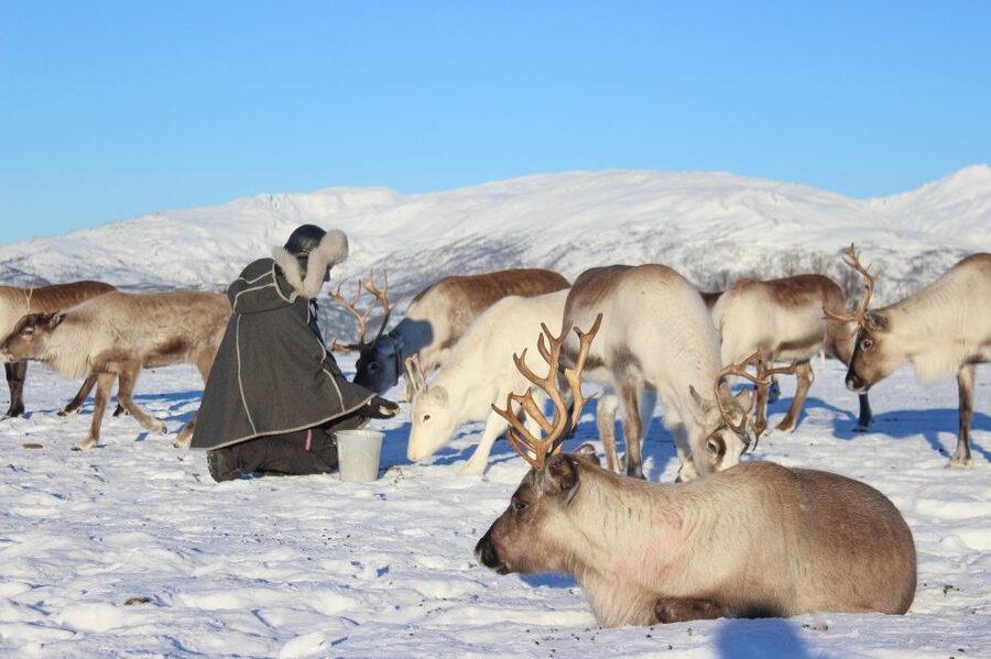 Tromsø: Reindeer Camp and Sami Cultural Tour with Lunch - Key points to know before booking