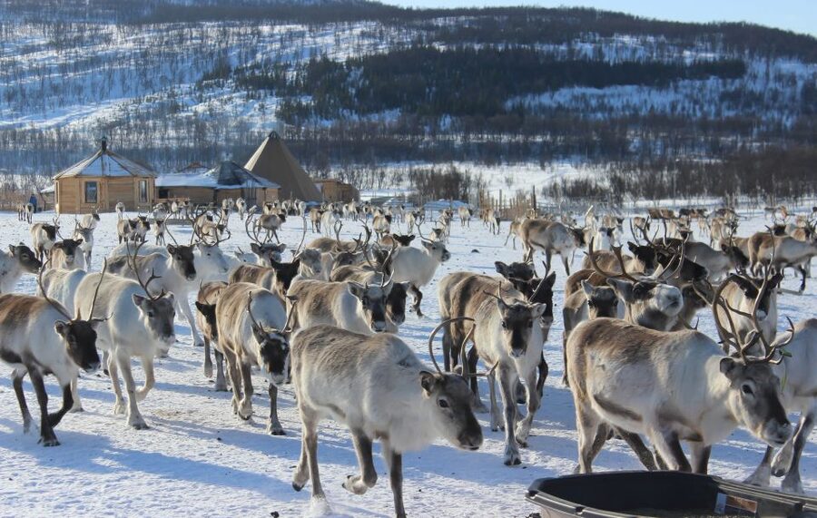 Tromsø: Reindeer Camp and Sami Cultural Tour with Lunch - Leaving Tromsø for the reindeer camp