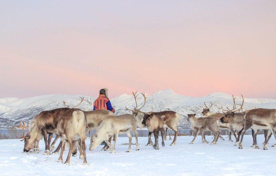 Tromsø: Reindeer Camp and Sami Cultural Tour with Lunch - Who will enjoy this tour most?