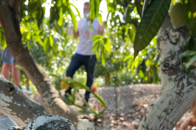 Tropical Tour: Avocado & Mango Farm - Small group and tasting - The coastal drive to the farm