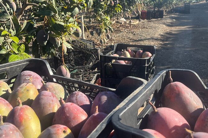 Tropical Tour: Avocado & Mango Farm - Small group and tasting - The TROPS cooperative and the business behind the fruit