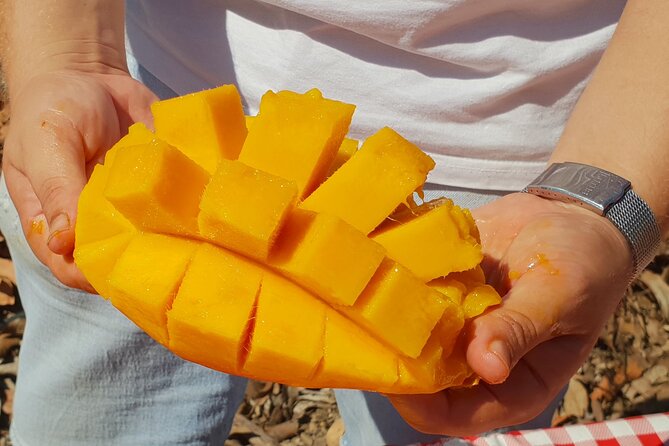 Tropical Tour: Avocado & Mango Farm - Small group and tasting - What the five-hour schedule feels like
