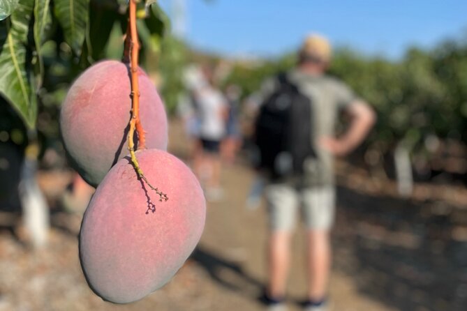 Tropical Tour: Avocado & Mango Farm - Small group and tasting - Value, group size, and what is included