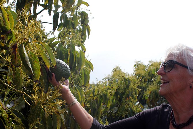 Tropical Tour: Avocado & Mango Farm - Small group and tasting - Who will enjoy this farm day most