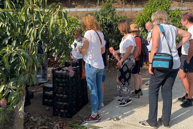 Tropical Tour: Avocado & Mango Farm - Small group and tasting - Walking through the mango and avocado plantation