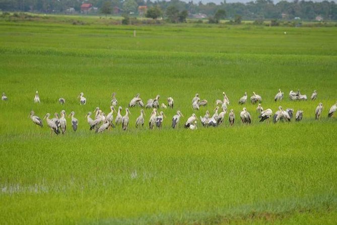 Tuk Tuk Journey: Exploring Rural Life and Silk Farm Craftsmanship - Krabei Riel and the small local market