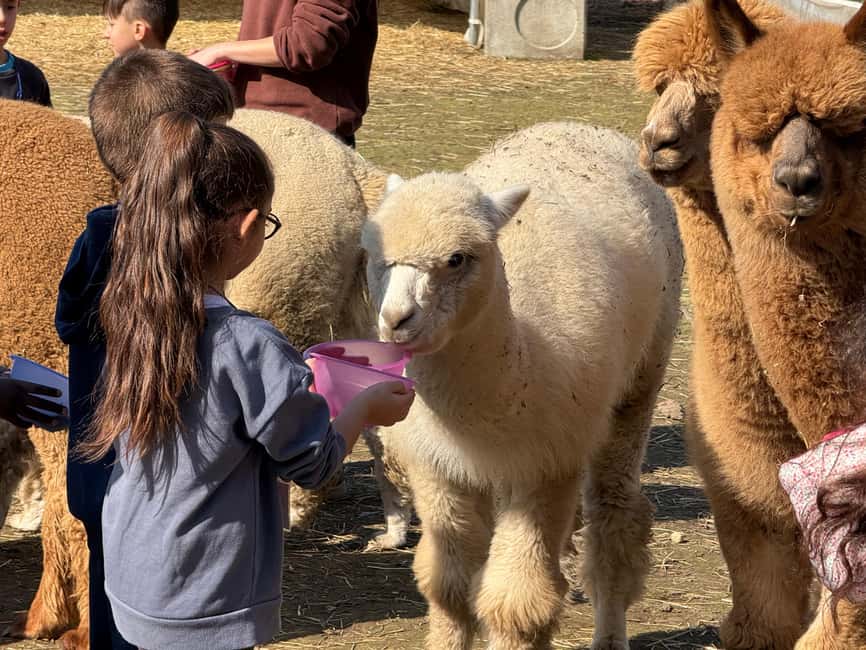 Turin: Meet the Monviso Alpacas at the Educational Farm with a Guide - The 15-minute introduction to alpaca life