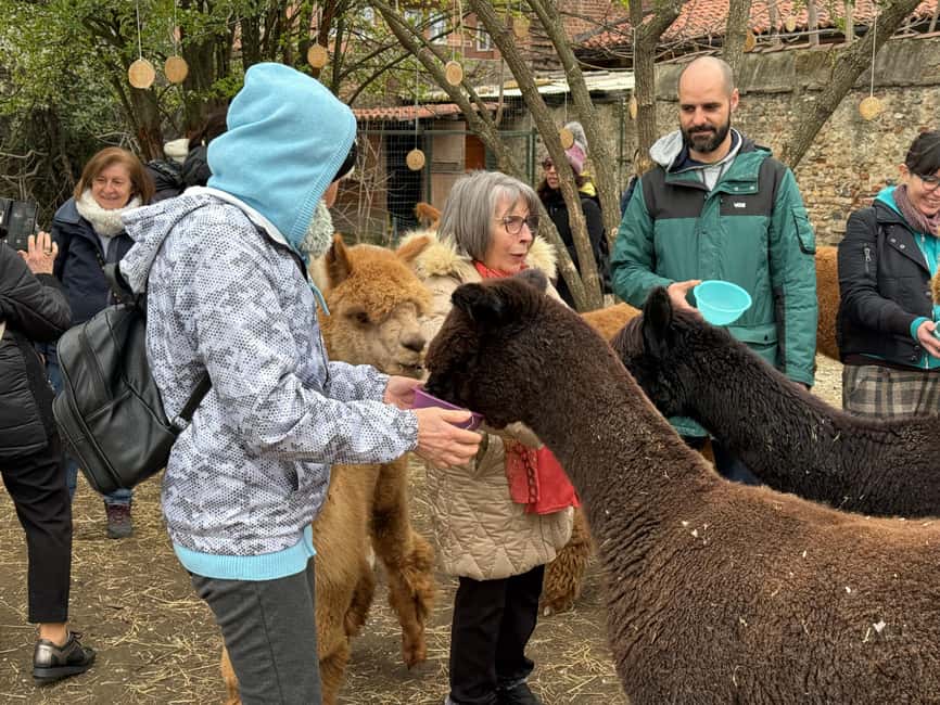 Turin: Meet the Monviso Alpacas at the Educational Farm with a Guide - Thirty minutes inside the alpaca enclosure