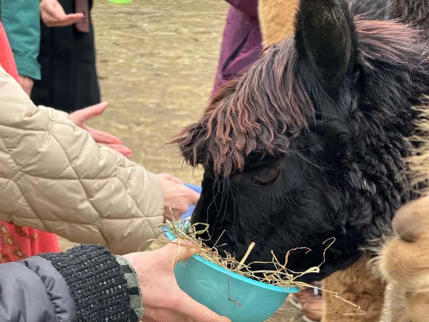 Turin: Meet the Monviso Alpacas at the Educational Farm with a Guide - The value of $21 per person