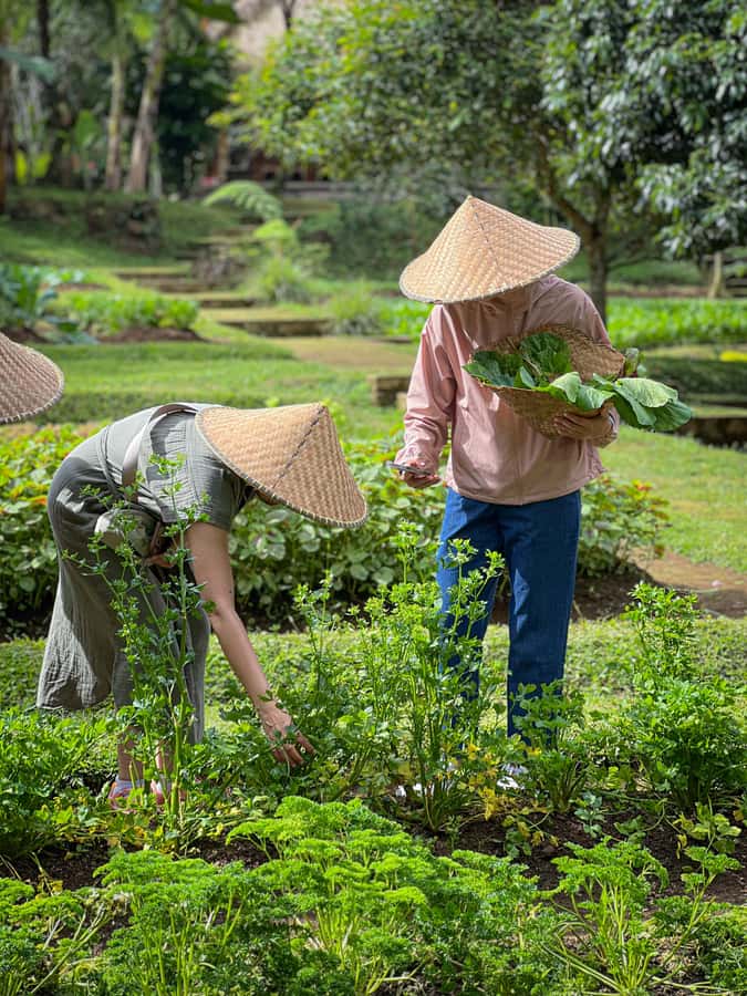 Ubud: Organic Farm Harvest, Bali Cooking Class by Pemulan - Practical Details Before You Book
