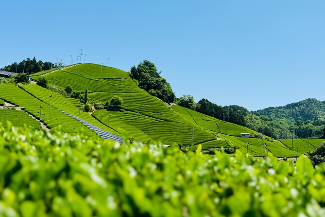 Uji and Wazuka Matcha Farm Half Day Private Guided Tour - Key points at a glance