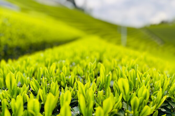 Uji and Wazuka Matcha Farm Half Day Private Guided Tour - Why this tour goes beyond a cup of matcha