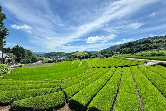 Uji and Wazuka Matcha Farm Half Day Private Guided Tour - A bento lunch in the middle of tea country