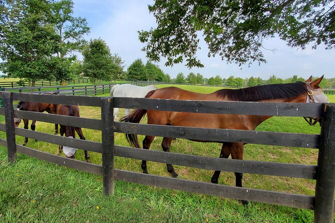 Unique Horse Farm Tours with Insider Access to Private Farms - What makes the guides so important