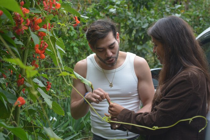 Urban Orchard in Desierto de los Leones in Mexico City - Key points before you book