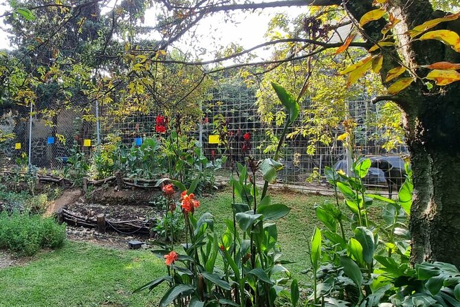 Urban Orchard in Desierto de los Leones in Mexico City - Compost, chickens, soil, and the work behind the beauty