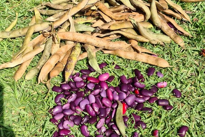 Urban Orchard in Desierto de los Leones in Mexico City - Foraging and making a fresh garden snack