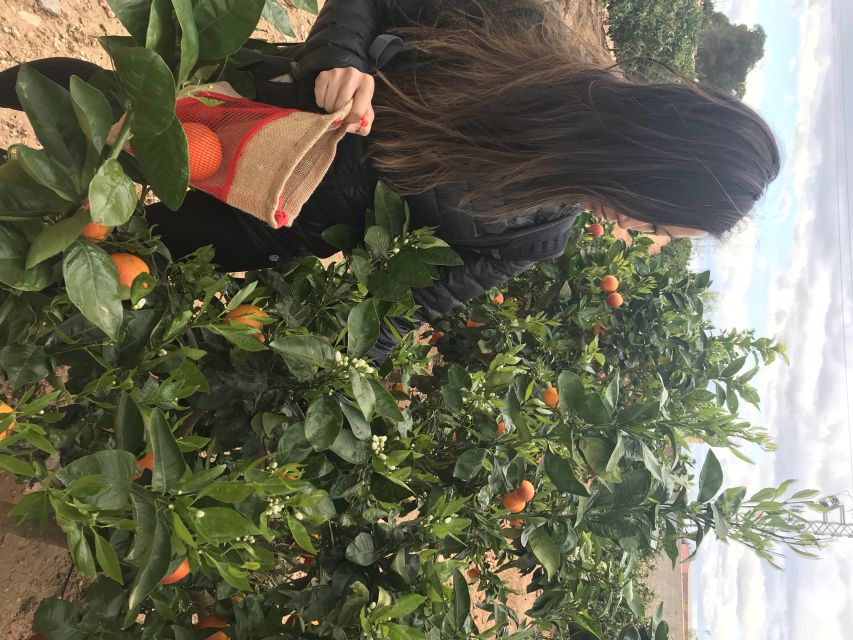 Valencia: Orange Farm and Orchard Trip with Tastings - Who will enjoy this farm visit most?