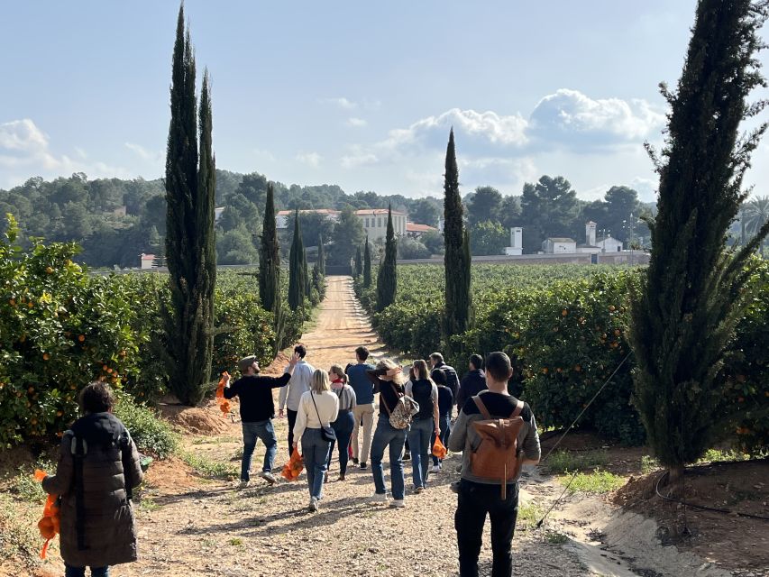 Valencia: Orange Farm and Orchard Trip with Tastings - Learning how oranges are grown