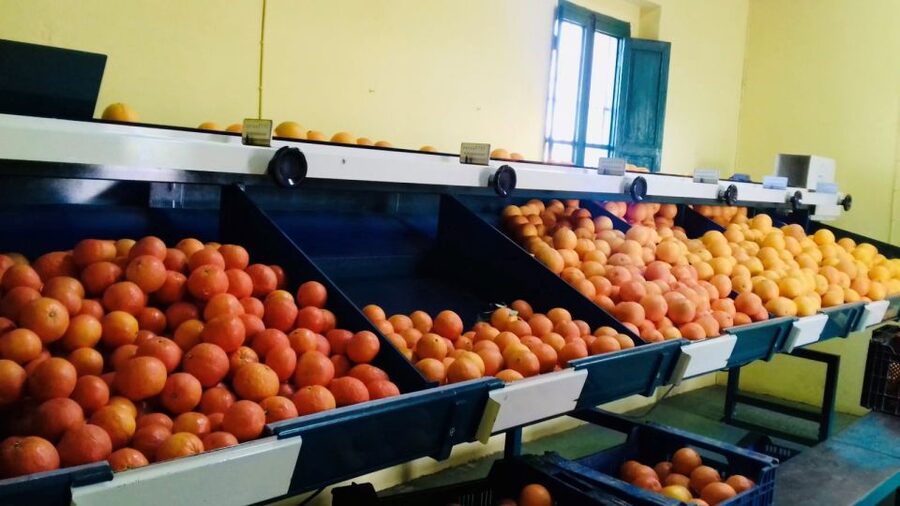 Valencia: Orange Farm and Orchard Trip with Tastings - Picking your own oranges