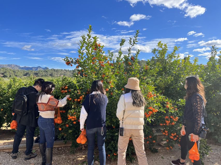 Valencia: Orange Farm and Orchard Trip with Tastings - Seeing the warehouse and orange calibration