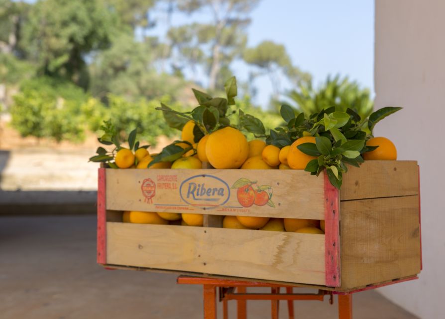 Valencia: Orange Farm and Orchard Trip with Tastings - Is $35 good value?