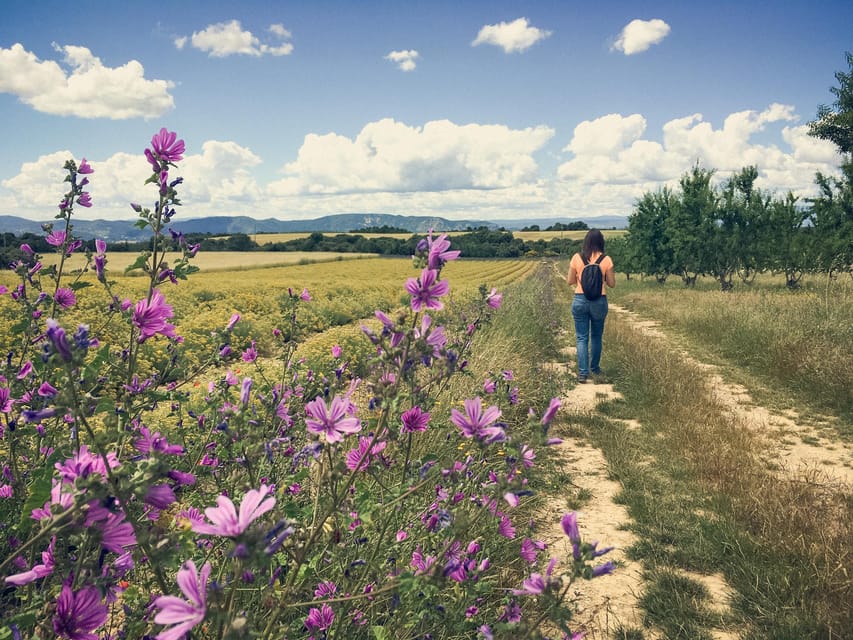 Valensole : Visit of a winery and lavender farm - Meeting the agronomist behind the estate