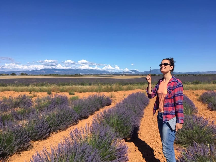 Valensole : Visit of a winery and lavender farm - Lavender, fragrance, and the route from plant to oil