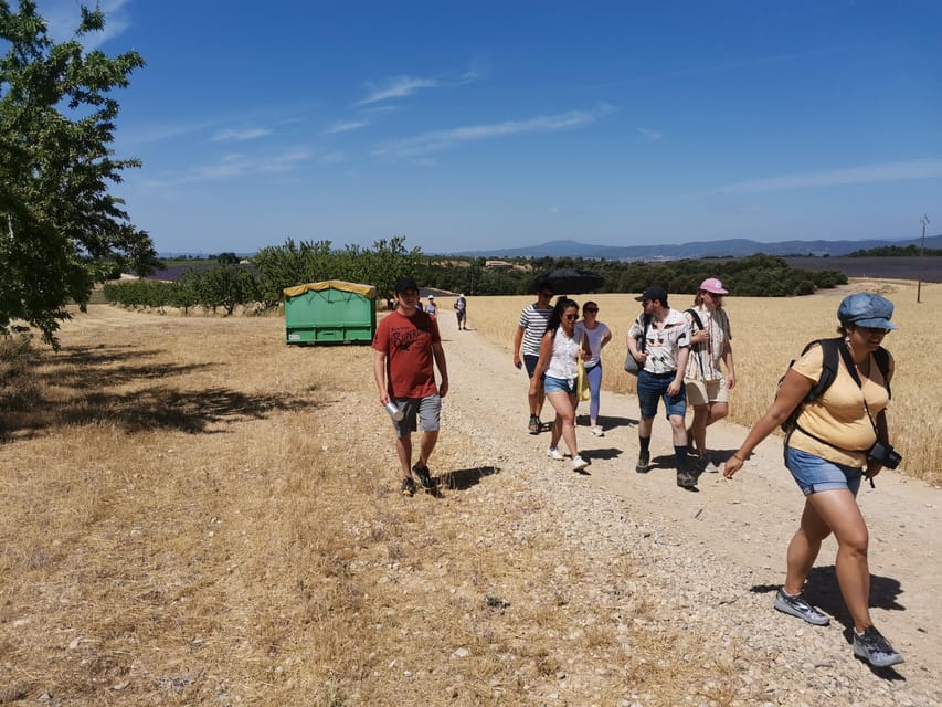 Valensole : Visit of a winery and lavender farm - The vineyard visit and optional five-euro wine tasting