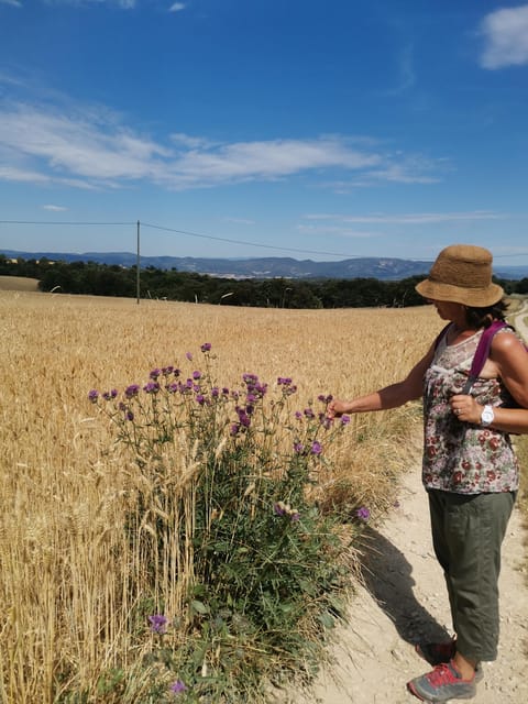 Valensole : Visit of a winery and lavender farm - Timing, weather, and what to pack
