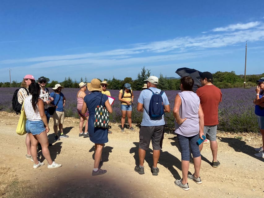 Valensole : Visit of a winery and lavender farm - The first walk through crops and wild plants