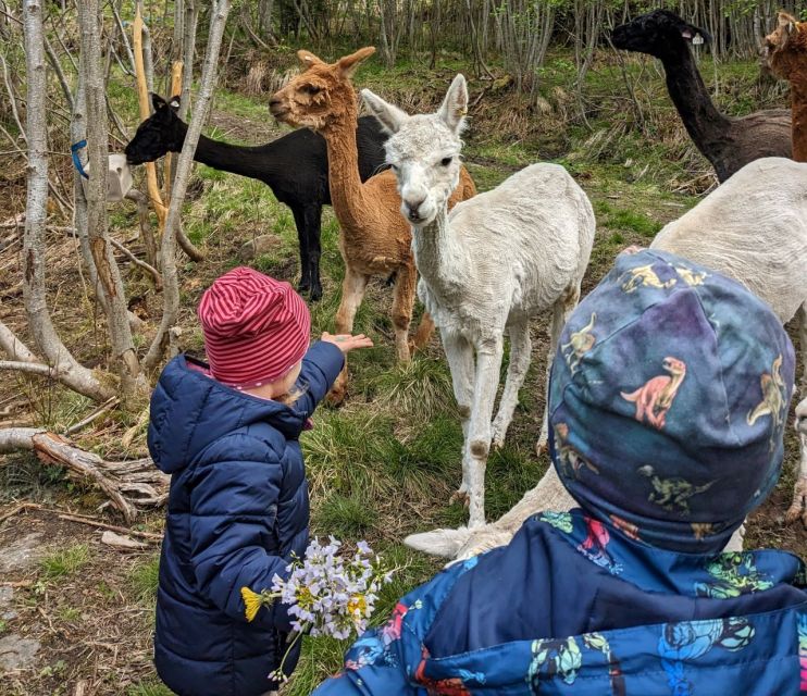 Vik i Sogn: Authentic Farm Visit - Arriving at Steim Farm above Vik
