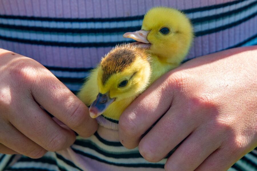 Vik i Sogn: Authentic Farm Visit - Why the eight-person limit matters