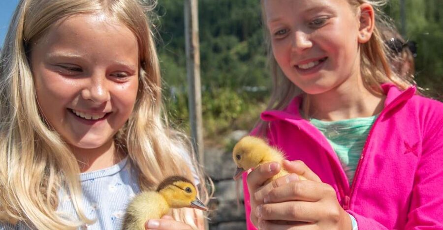 Vik i Sogn: Authentic Farm Visit - Is $29 a good value?