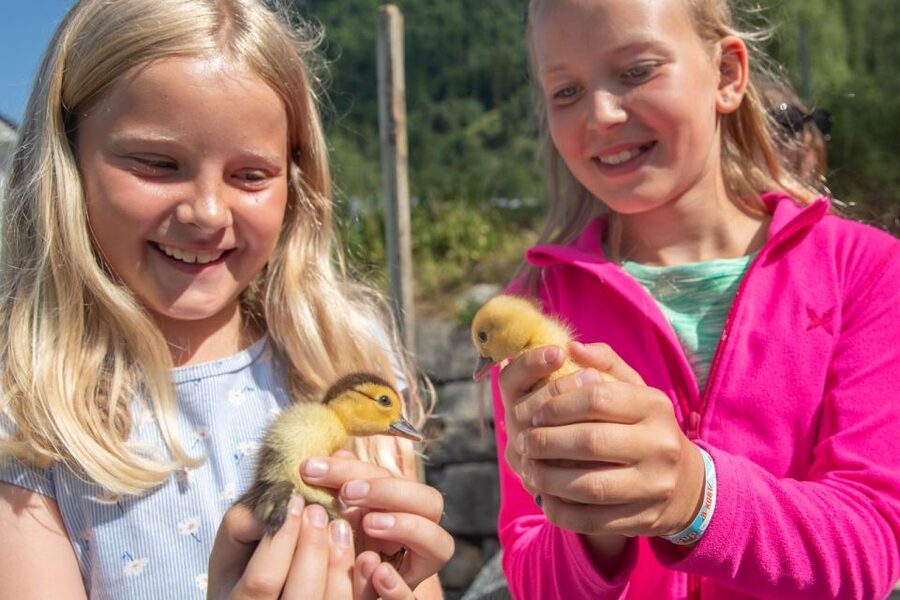 Vik i Sogn: Authentic Farm Visit - Meeting the alpacas and Muscovy ducks