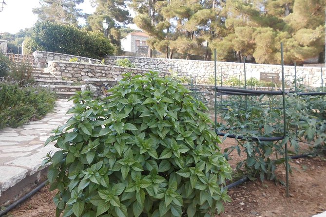 Village cooking class in an Agritourism Unit in Arcadia, Greece! - Why the private format changes the day