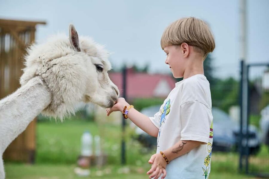 Vilnius-Trakai: Private Alpaca Farm Tour - The best parts of this private alpaca outing