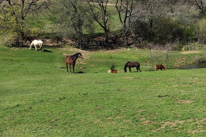 Visit a Farm and Horseback Riding in Nature - Who will get the most from this outing