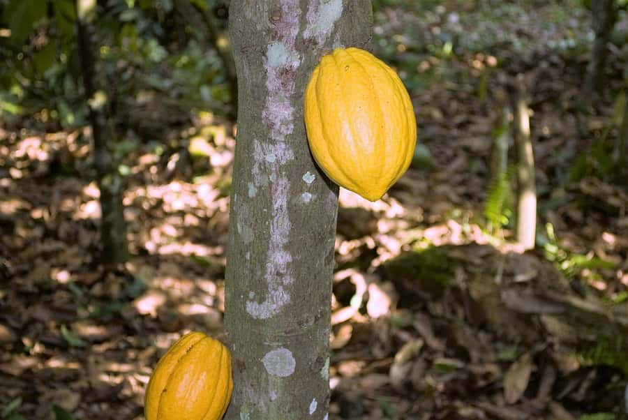 Visit Aburi Garden, Tetteh Quarshie Cocoa Farm & Waterfall - Key points to know before booking