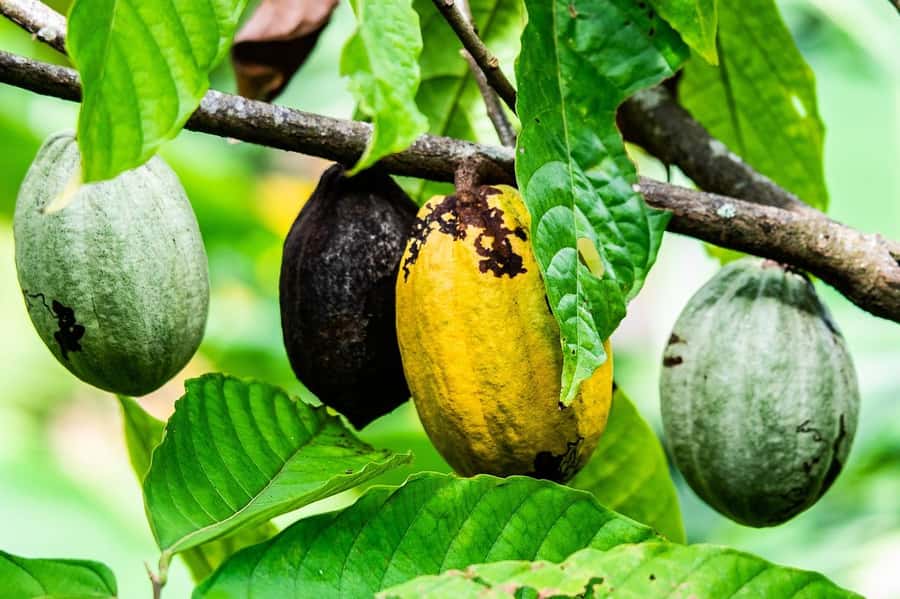 Visit Aburi Garden, Tetteh Quarshie Cocoa Farm & Waterfall - A short stop at the Aburi craft village