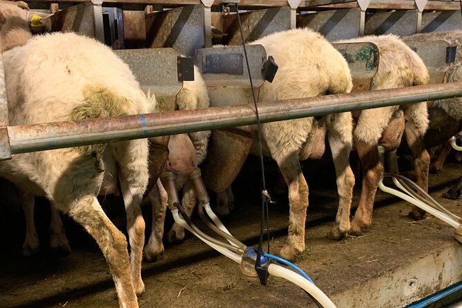 Visit San Sebastian and a Family Cheese Farm with Tasting (From Bilbao) - The drive from Bilbao to San Sebastian