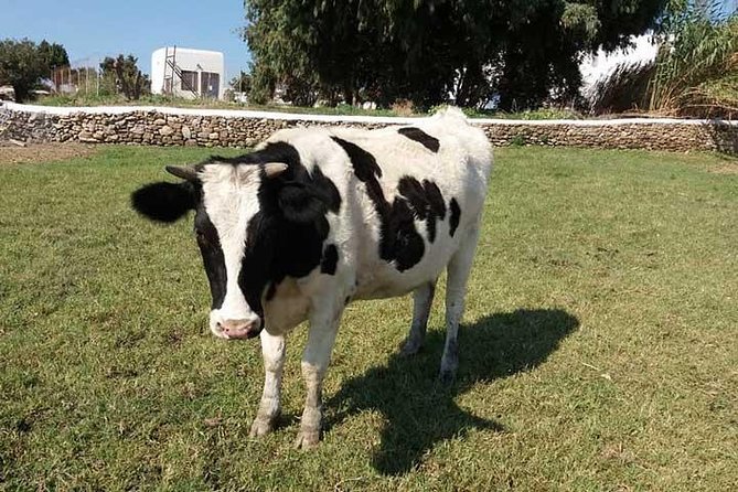 Visit the Mykonian Farm in Mykonos - Learning how Mykonian Farm works