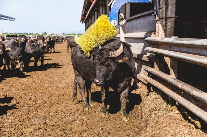 Visit to the Bufale and Dairy farm with cheese tasting - Key Things To Know Before Booking