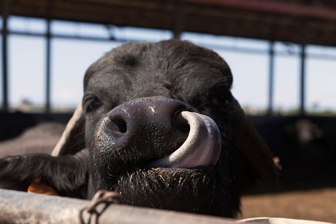 Visit to the Bufale and Dairy farm with cheese tasting - What This Buffalo Dairy Visit Is Really About
