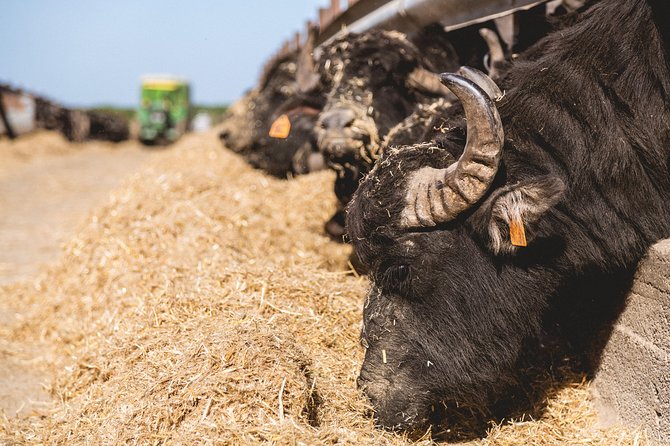 Visit to the Bufale and Dairy farm with cheese tasting - The Buffalo Cheese Tasting At The End