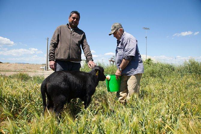 Visit to the Bufale and Dairy farm with cheese tasting - Is $78.19 A Fair Price?