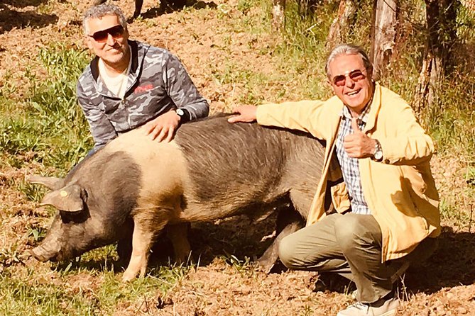 Visit to the Cinta Senese farm in Montepulciano - Key points to know before booking