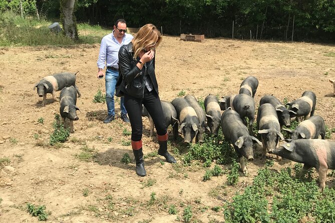 Visit to the Cinta Senese farm in Montepulciano - The setting matters as much as the food